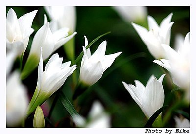 flowers1