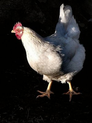 la poule