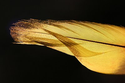 pluma 2