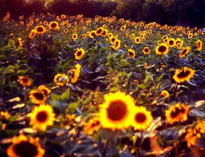 sunflowers