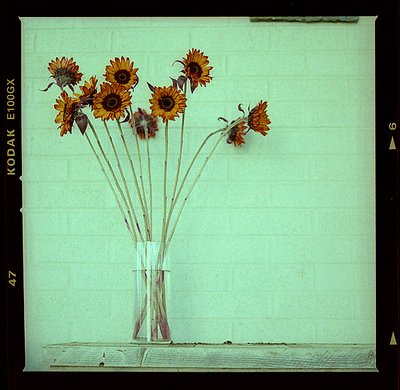 Cross Sunflowers