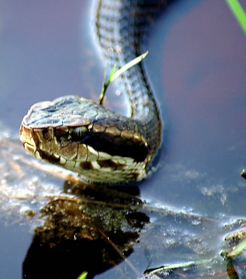 Mr. Water Moccasin, Sir