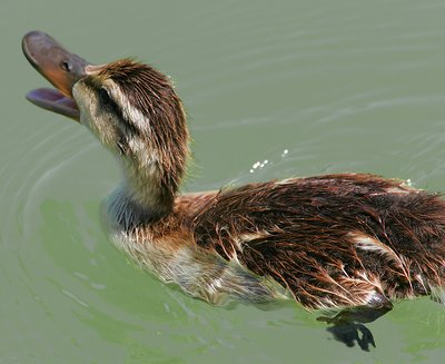 Mallard Ducking in Sun City Park