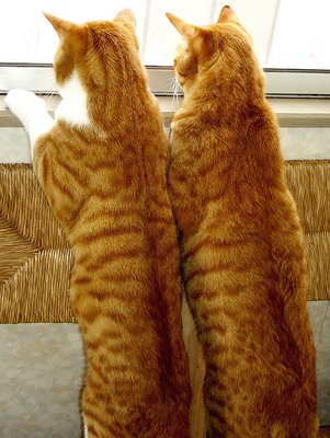 INTENSE BIRD WATCHING
