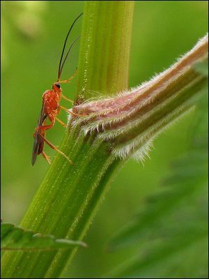 Unknown Bug I