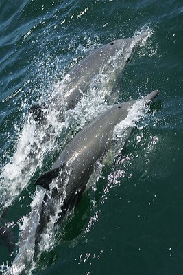 Common Bottlenose Dolphins in the Sea of Cortez