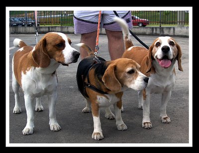 los 3 AMIGOS