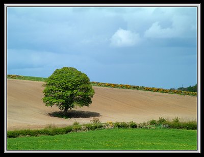 Tree alone.