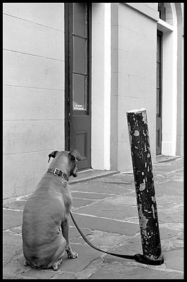 Dog Waiting Patiently