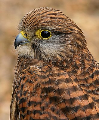 Kestrel