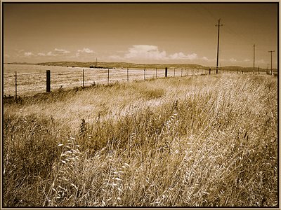 Fields of Gold