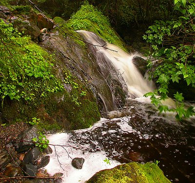 Wet and Mossy