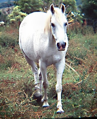 White nag