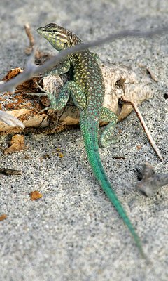 Green-Tailed Lizard on Santa Catalina Island, Baja