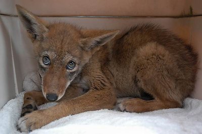 Coyote Pup