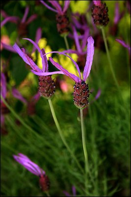 Windy wild flower