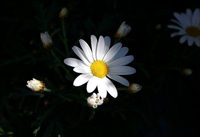 Daisy under ray light