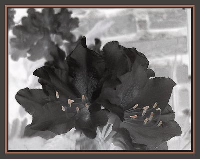 Black flower?