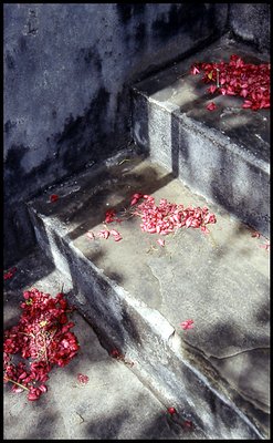 petals on stairs
