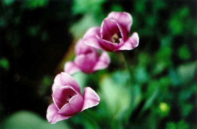 Three tulips