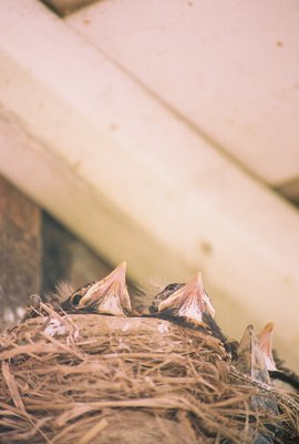 Baby Birds