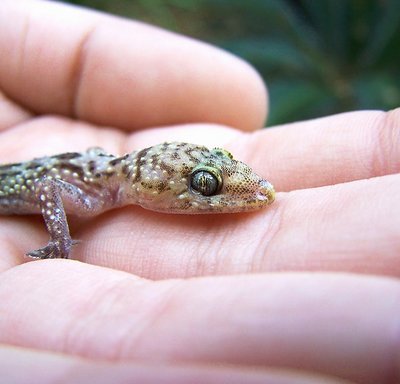 Chillin' Gecko