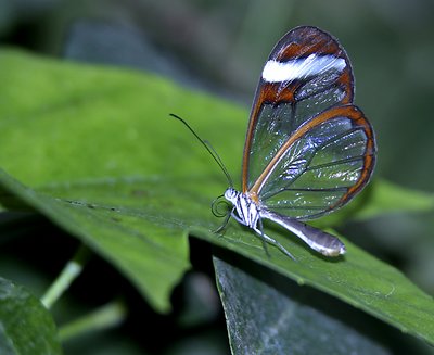 Glasswing Butterfly #2