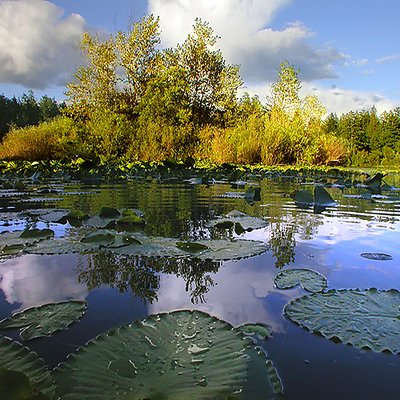 Lilly Pad Perspective