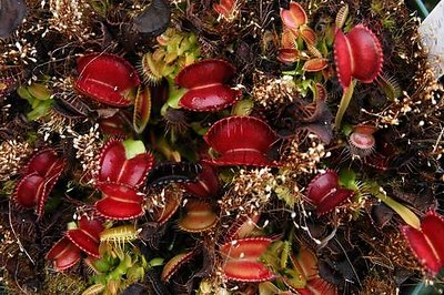 Venus Fly Trap babies