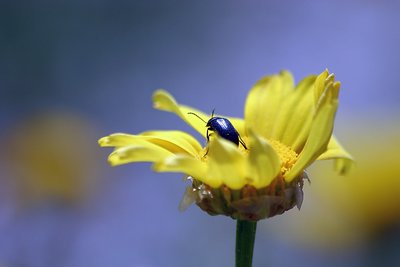 World of flowers