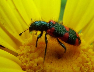 Black red bug on yellow