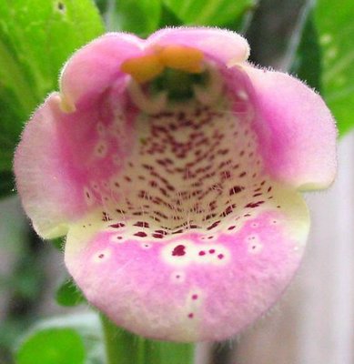 Funky Foxglove