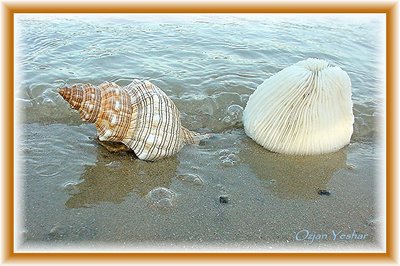 Low Tide 