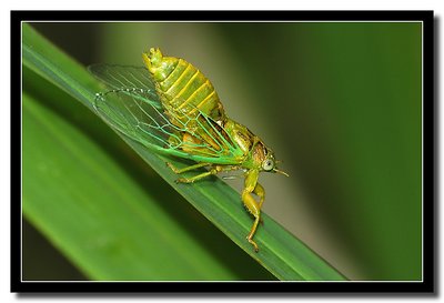 Cicada singing