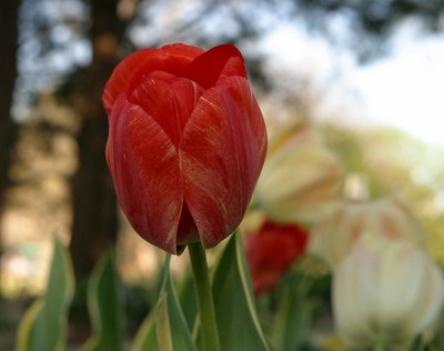 Tulip V