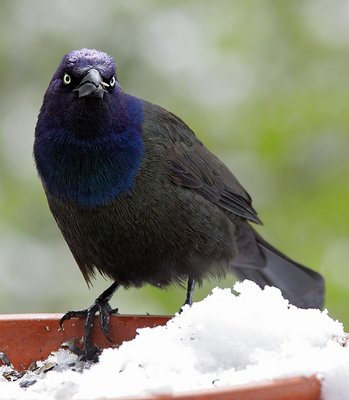 Male Common Grackle on our back deck.