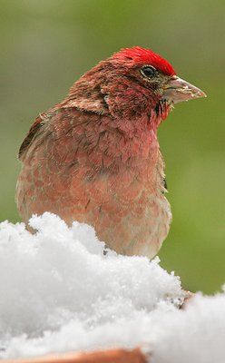 Male Cassin's Finch.