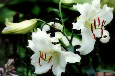 Oriental Lilly