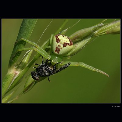 Grass killer