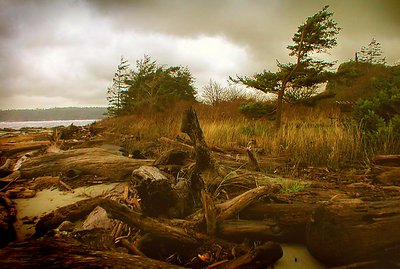 Driftwood Beach and Wind