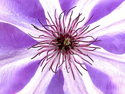 Clematis