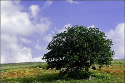 Tree Alone