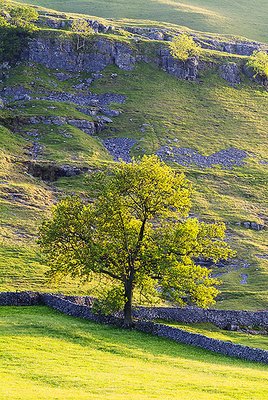 Dales Tree and Limestone
