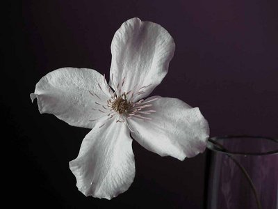 Clematis grandiflora