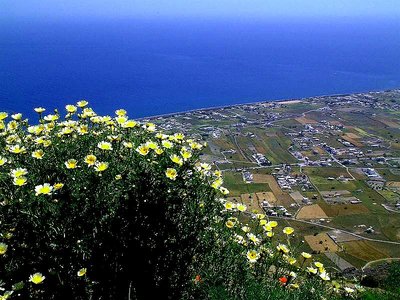 Flowers over Perissa