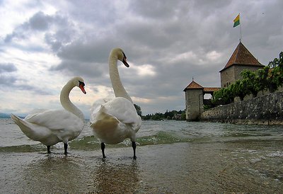 the Swan and the Chateau
