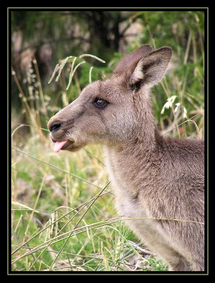 Roo tongue