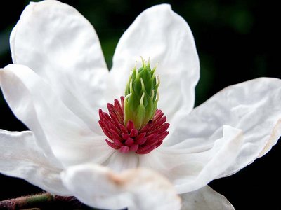 magnolia williamsii