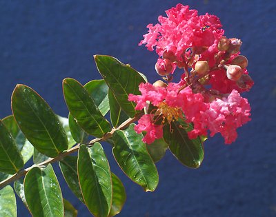Flowering shrub