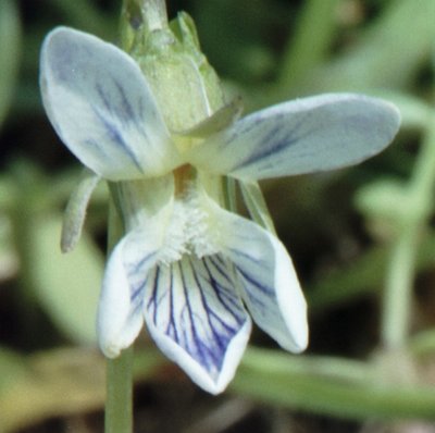 Wild Violet 1